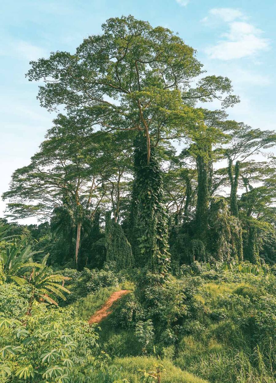 Pulai tree